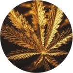 Golden Cannabis Tablecloth Round Fitted - Image 8