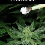 CANNABIS BREEDING BOOK GUIDE: The Essent