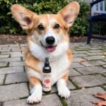 Hemp Well Skin Itch Relief Spray for Dog - Image 2