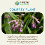 Organic Comfrey Oil Raw, Infused, Presse - Image 4