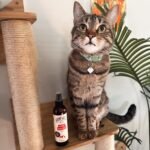 Hemp Well Skin Itch Relief Spray for Dog - Image 4